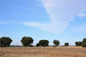 uma campo com árvores e Relva debaixo uma azul céu foto