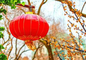 vermelho chinês luminária em a árvore dentro Novo ano foto