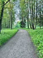 uma sujeira caminho dentro a meio do uma verde floresta foto