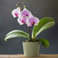 orquídeas flor, em vaso plantas, ai generativo foto