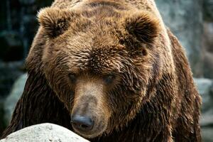 frente Visão do Castanho urso. retrato do Kamchatka urso, Ursus arctos beringianus foto