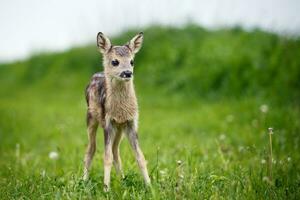 jovem corça selvagem na grama, capreolus capreolus. veado recém-nascido, natureza selvagem da primavera. foto