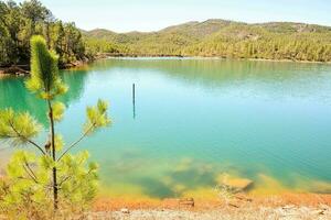 uma lago com verde água e pinho árvores foto