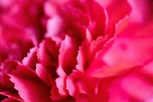 close-up de flores vermelhas, desfoque suave