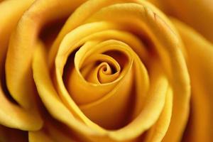 close-up de lindas rosas amarelas foto