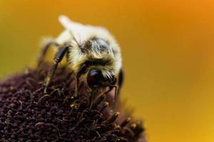 close-up de uma abelha no pólen de uma flor marrom foto