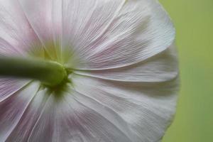 close-up de lindas folhas brancas macias