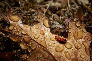 close-up de gotas de orvalho em uma folha marrom murcha foto