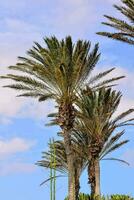palmeiras contra um céu azul foto