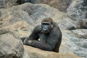 uma gorila sentado em uma Rocha dentro uma jardim zoológico foto