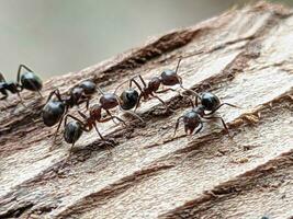 formigas em a madeira dentro a floresta. fechar acima. foto