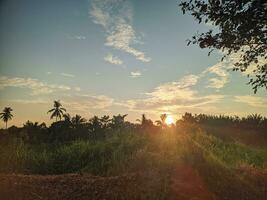 pôr do sol às a arroz campo dentro a campo do Indonésia foto