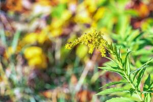 canadense goldenrod ou solidago canadensis. isto tem antiespasmódico, diurético e anti-inflamatório efeitos. foto