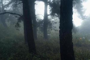 floresta escura durante um nevoeiro, floresta de pinheiros na Ásia foto