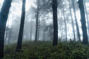 floresta escura durante um nevoeiro, floresta de pinheiros na Ásia foto