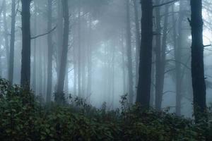 floresta escura durante um nevoeiro, floresta de pinheiros na Ásia foto