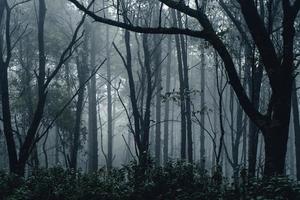 floresta escura durante um nevoeiro, floresta de pinheiros na Ásia foto