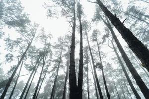 floresta escura durante um nevoeiro, floresta de pinheiros na Ásia foto