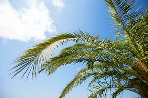 parte do uma tropical Palma árvore com galhos contra a azul céu. foto