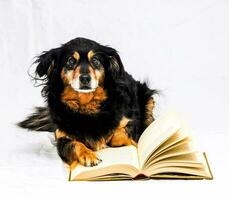 uma cachorro é sentado em uma branco fundo com a aberto livro foto