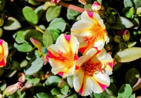 uma fechar acima do alguns flores com amarelo e vermelho centros foto