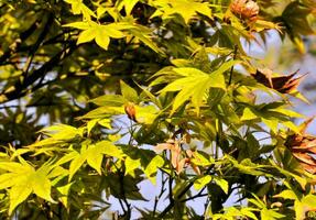 uma fechar acima do uma árvore com amarelo folhas foto