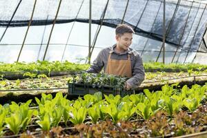 ásia local agricultor crescendo salada alface dentro a estufa usando orgânico solo aproximação para família próprio o negócio e colheita alguns para venda foto