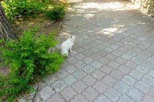 retrato de um gato branco na calçada.