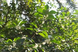 fundo de planta dos ramos de Osmanthus perfumados foto