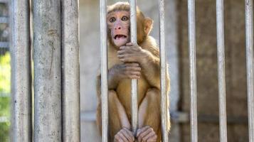 retrato de um macaquinho foto