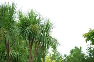 tropical Palma folhas em uma branco fundo .exótico plantar fundo. foto