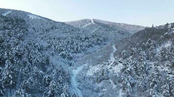 épico inverno neve floresta aéreo zangão foto