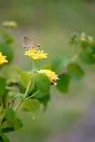 uma delicado amarelo borboleta em uma florescendo lantana flor. foto