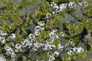 uma fechar acima do uma árvore com branco flores foto