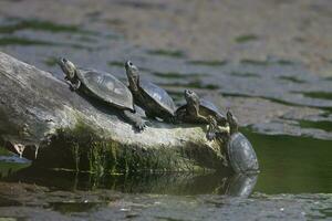 uma grupo do tartarugas sentado em uma registro dentro a água foto