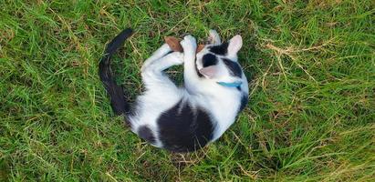 gatinho pintado de preto e branco brincando na grama foto