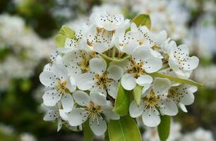 branco flores durante Primavera foto