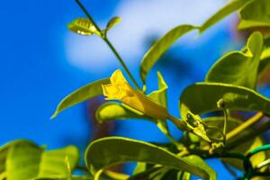 flor loendro amarelo na árvore com céu azul no México. foto