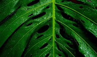 close up de folha verde de monstera com gota de chuva