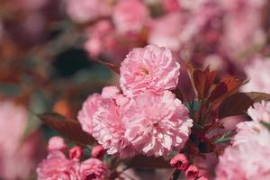 flores rosa na primavera foto