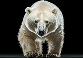 realista fechar-se retrato do uma polar Urso em Sombrio fundo. ai gerado foto