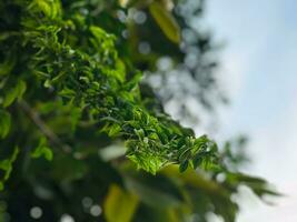 uma fechar acima do uma verde frondoso árvore foto