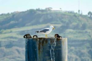 uma gaivota sentado em topo do uma metal pólo foto