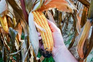 uma mão segurando a orelha do milho dentro uma campo foto
