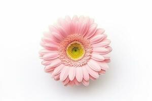 Rosa gerbera flor isolado em branco background.generative ai. foto