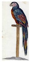 papagaio em grudar, anônimo, depois de João Taylor, 1658 - 1750 foto