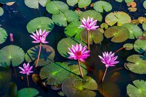 Rosa lótus flores dentro a lagoa foto