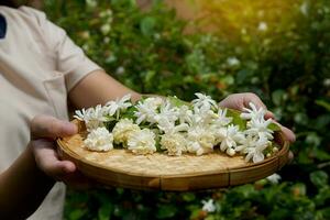 árabe jasmim flor dentro bambu cesta. isto é uma flor este vidas com tailandês pessoas. perfumado flores puro branco é usava Como uma mãe dia símbolo, festão, aromaterapia indústria e chá aromatizante. foto