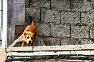 uma cachorro é em pé em a Beira do uma parede foto