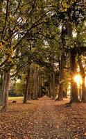 pôr do sol de outono com uma estrada sob as árvores